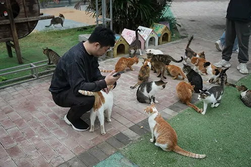 游戏
