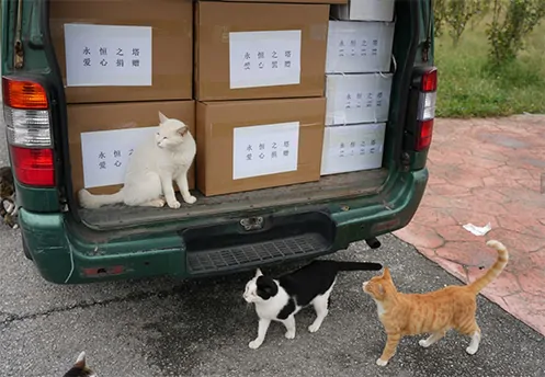 游戏