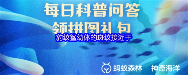 豹纹鲨幼体斑纹酷似金钱豹 萌态十足惹人爱