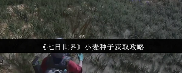 七日世界速刷小麦种子技巧 轻松囤货不愁吃