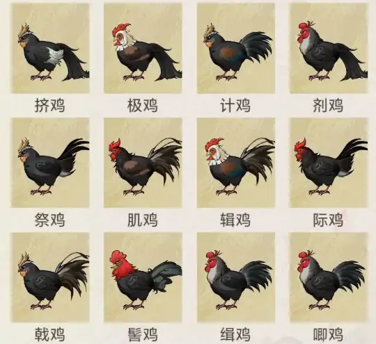 华夏千秋鸡有什么用,华夏千秋鸡的作用一览